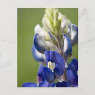 Carte Postale Bluebonnet