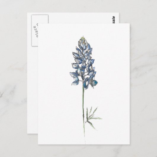 Carte Postale Bluebonnet (Devant / Derrière)