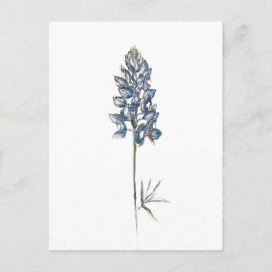 Carte Postale Bluebonnet (Devant)