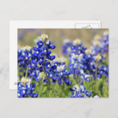 Carte postale Bluebonnet (Devant / Derrière)