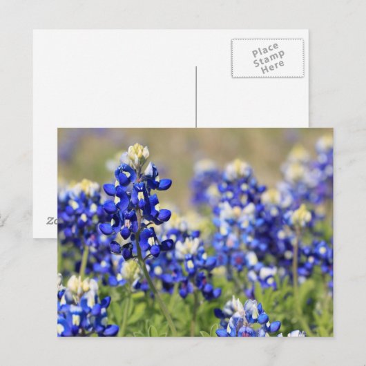Carte postale Bluebonnet (Devant / Derrière)