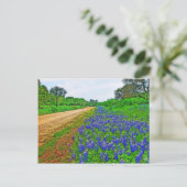 Carte Postale Bluebonnet Back Road (Debout devant)