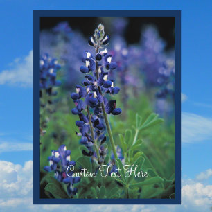 Carte Postale Bluebonnet Field Blue Flower État du Texas