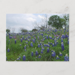 Carte Postale Bluebonnet Hill