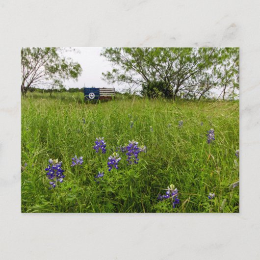 Carte Postale Bluebonnet Park, Ennis, Texas (Devant)