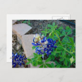 Carte Postale Bluebonnet seul (Devant / Derrière)