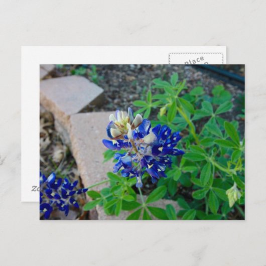 Carte Postale Bluebonnet seul (Devant / Derrière)