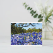 Carte Postale Bluebonnets (Debout devant)