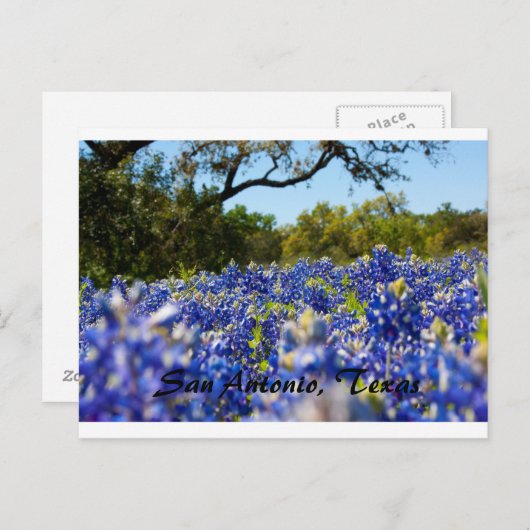 Carte Postale Bluebonnets (Devant / Derrière)