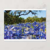 Carte Postale Bluebonnets (Devant)