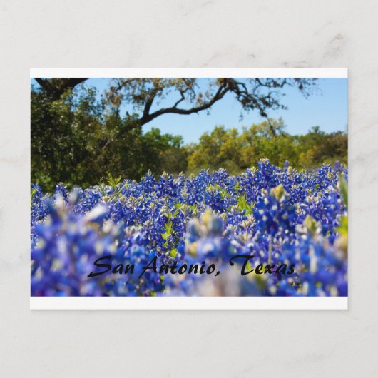 Carte Postale Bluebonnets (Devant)