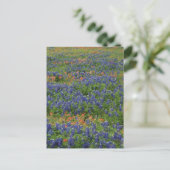 Carte Postale Bluebonnets (Debout devant)