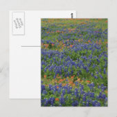 Carte Postale Bluebonnets (Devant / Derrière)