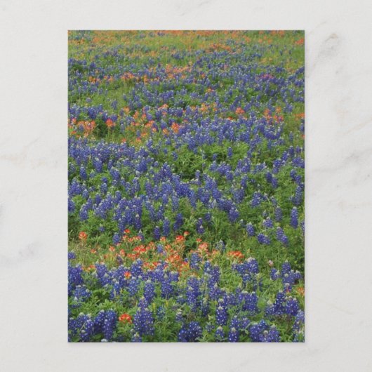 Carte Postale Bluebonnets (Devant)