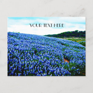 Carte Postale Bluebonnets Blue Flowers Texas texan Floral