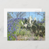 Carte postale Bluebonnets & Cactus (Devant / Derrière)