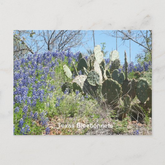Carte postale Bluebonnets & Cactus (Devant)