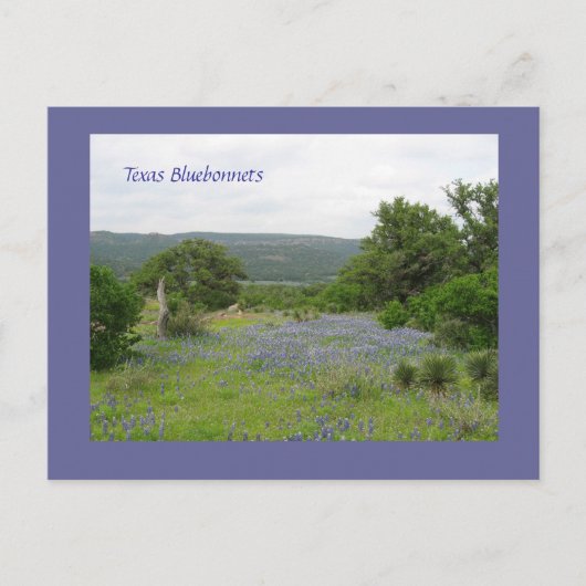 Carte Postale Bluebonnets dans le Texas (Devant)