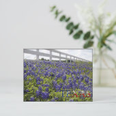 Carte Postale Bluebonnets du Texas (Debout devant)