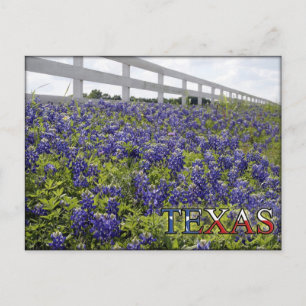 Carte Postale Bluebonnets du Texas
