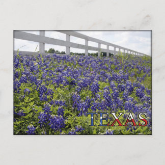 Carte Postale Bluebonnets du Texas