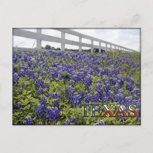 Carte Postale Bluebonnets du Texas (Devant)
