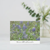 Carte Postale Bluebonnets du Texas (Debout devant)