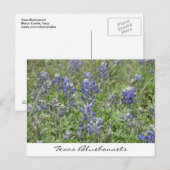 Carte Postale Bluebonnets du Texas (Devant / Derrière)