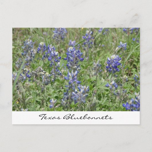 Carte Postale Bluebonnets du Texas (Devant)
