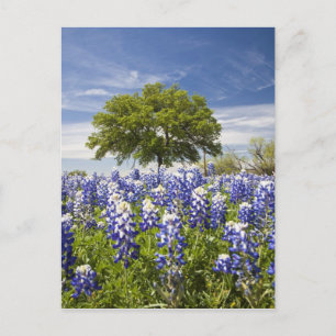 Carte Postale Bluebonnets du Texas (lupinus texensis) et chêne