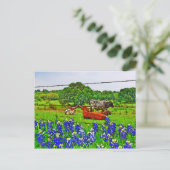 Carte Postale Bluebonnets et Longhorns, Texas Hill Country (Debout devant)