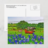 Carte Postale Bluebonnets et Longhorns, Texas Hill Country (Devant / Derrière)