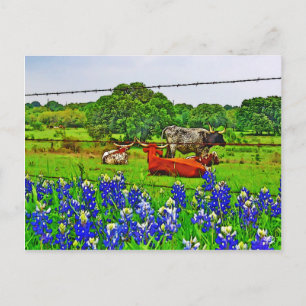Carte Postale Bluebonnets et Longhorns, Texas Hill Country
