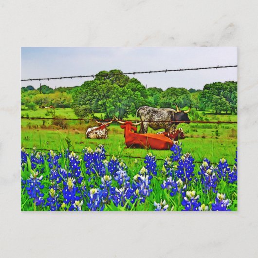 Carte Postale Bluebonnets et Longhorns, Texas Hill Country (Devant)