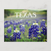 Carte Postale Bluebonnets Fleurs Bleues Texas Texan Floral (Devant)