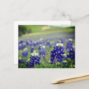 Carte Postale Bluebonnets Fleurs Bleues Texas Texan Floral
