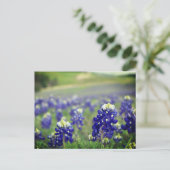Carte Postale Bluebonnets Fleurs Bleues Texas Texan Floral (Debout devant)