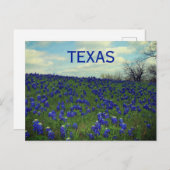 Carte Postale Bluebonnets Fleurs Bleues Texas Texan Floral Postc (Devant / Derrière)