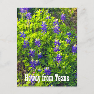 Carte Postale Bluebonnets Howdy du Texas Photo Fleur sauvage