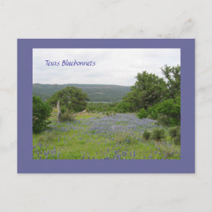 Carte Postale Bluebonnets in Texas