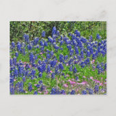 Carte Postale Bluebonnets sur Yeager Creek Rd, Johnson City, TX (Devant)