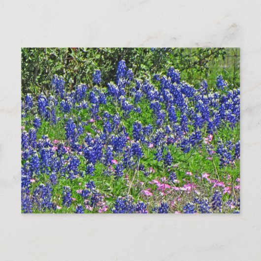 Carte Postale Bluebonnets sur Yeager Creek Rd, Johnson City, TX (Devant)