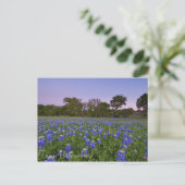 Carte Postale Bluebonnets texans en Bloom (Debout devant)