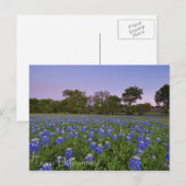 Carte Postale Bluebonnets texans en Bloom (Devant / Derrière)