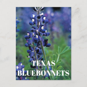 Carte Postale Bluebonnets Texas State Flower Blue Floral Lupine