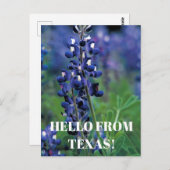 Carte Postale Bluebonnets Texas State Flower Blue Floral Lupine (Devant / Derrière)