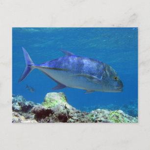 Carte Postale Bluefin Trevally