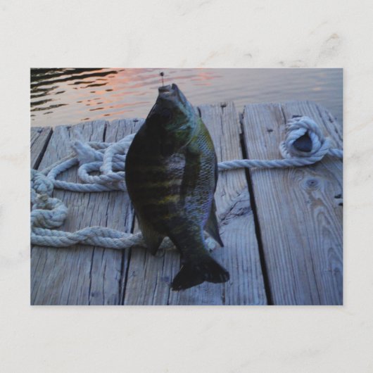 Carte Postale Bluegill au coucher du soleil Lac Arrowhead (Devant)