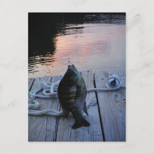 Carte Postale Bluegill au coucher du soleil Lac Arrowhead