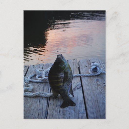 Carte Postale Bluegill au coucher du soleil Lac Arrowhead (Devant)
